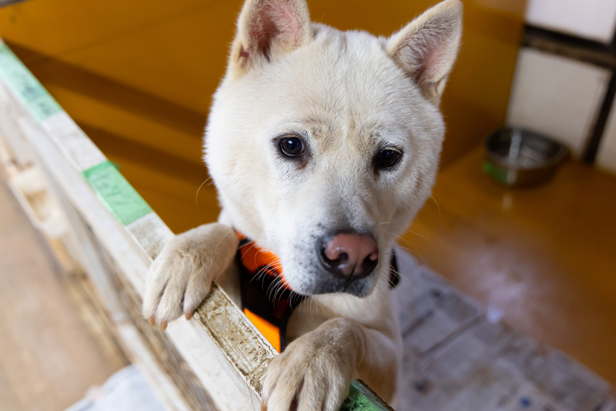 「特定非営利活動法人Link to」さんの取材を行いました